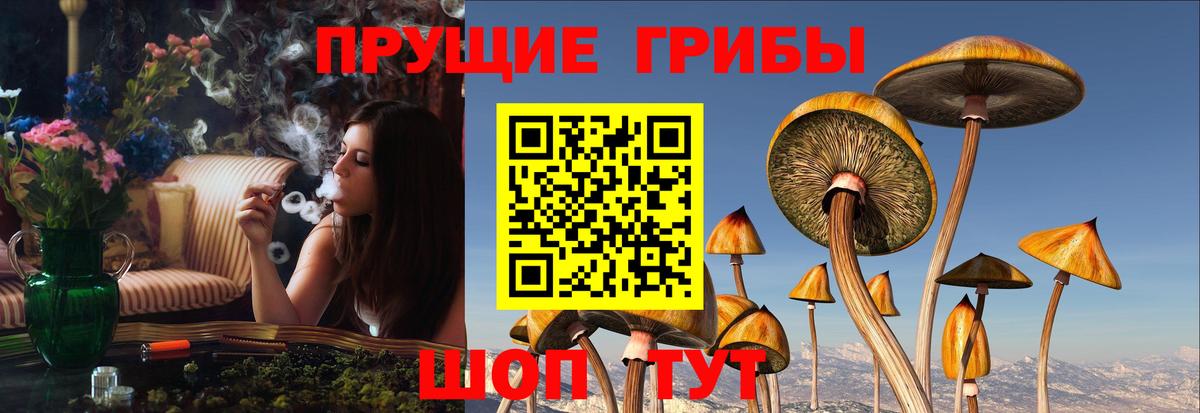 Псилоцибиновые грибы мицелий Тобольск